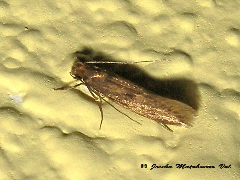 Tinea pellionella o trinotella? Tinea sp., Tineidae